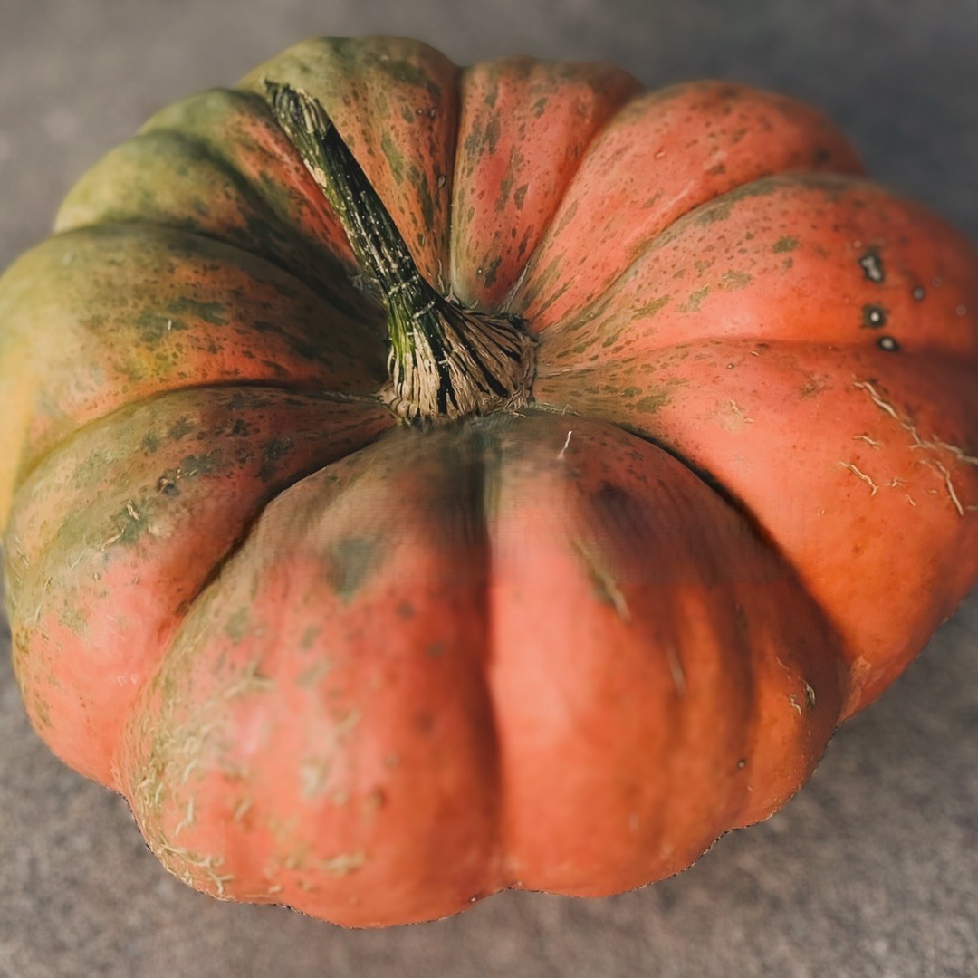Close-up of a speckled Cinderella-style heirloom pumpkin