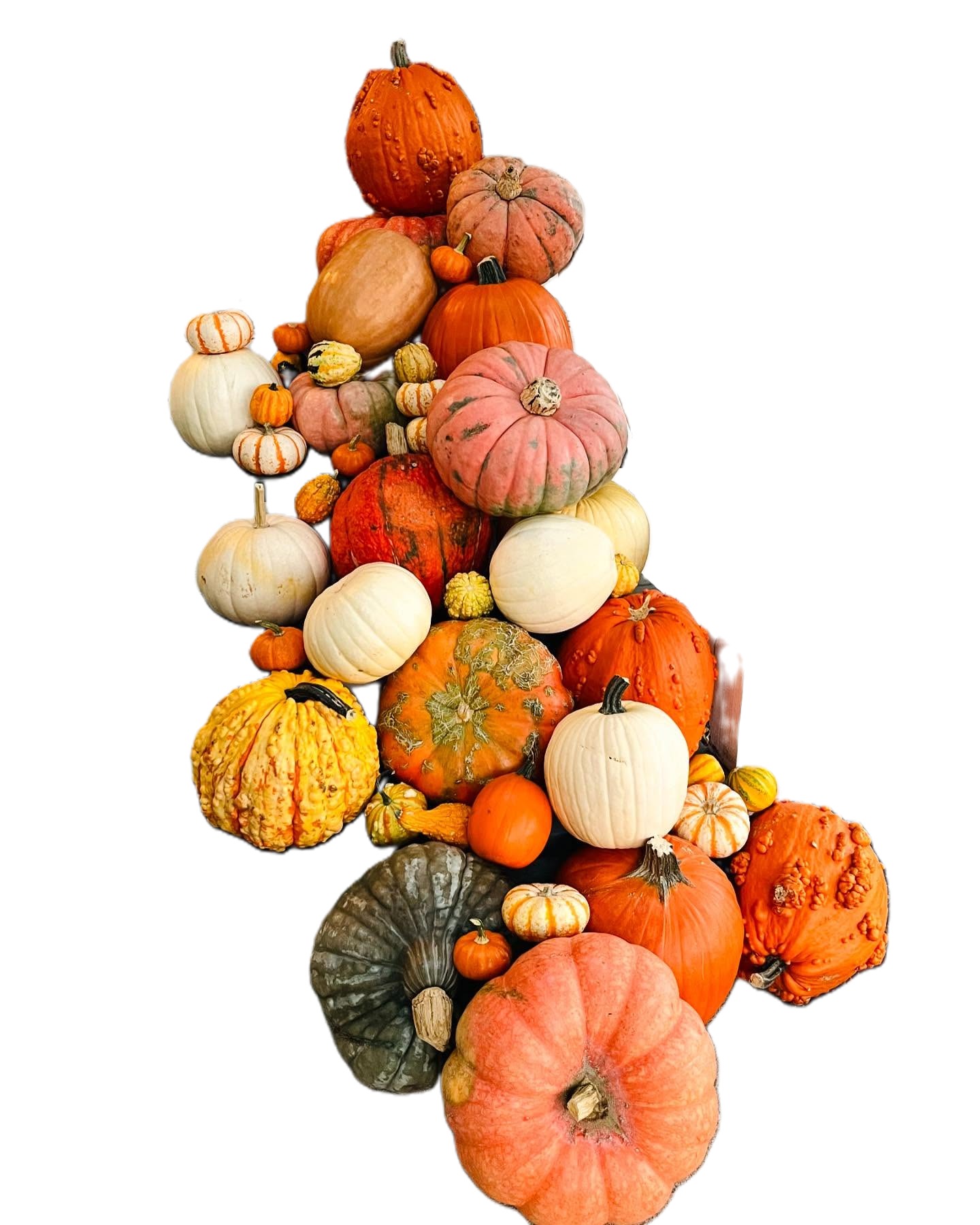 Assortment of specialty pumpkins and gourds in warm fall colors